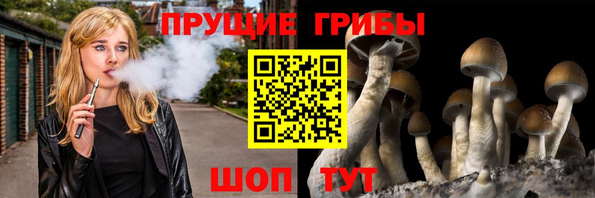 Галлюциногенные грибы Psilocybine cubensis Крымск